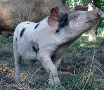 New Classified Service for Rare Breeds and Rare Breed Products Image